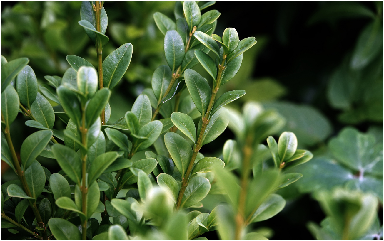 Image of Buxus sempervirens specimen.