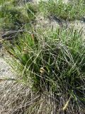 Carex acuta