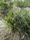 Carex acuta