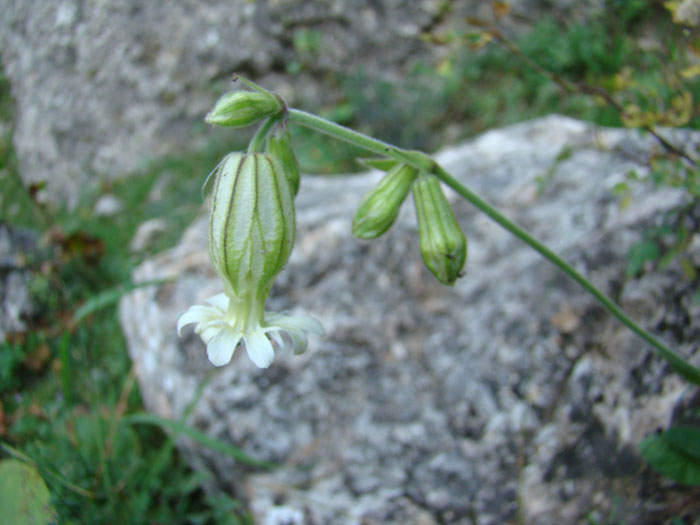 Image of Gastrolychnis longicarpophora specimen.