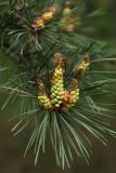 Pinus sylvestris. Побеги с микростробилами. Ленинградская обл., побережье в р-не пос. Большая Ижора. 29.05.2011.
