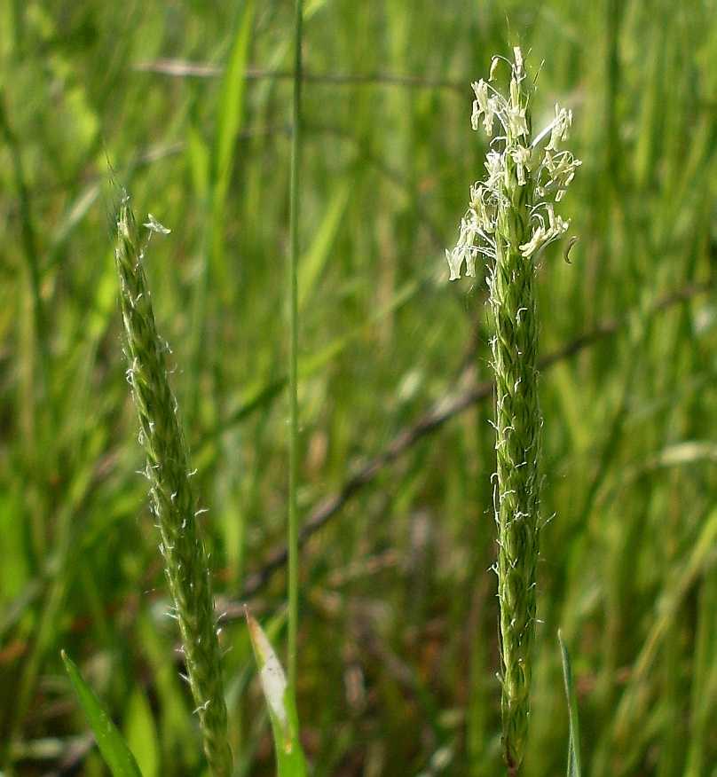 Image of Alopecurus myosuroides specimen.