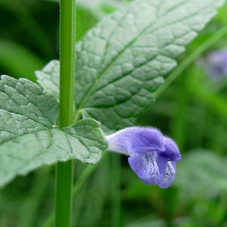 Image of Scutellaria galericulata specimen.