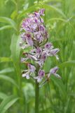 Orchis militaris. Соцветие. Ленинградская обл., Гатчинский р-н, окр. пос. Пудость, луг в заброшенном травертиновом карьере. 25.06.2011.