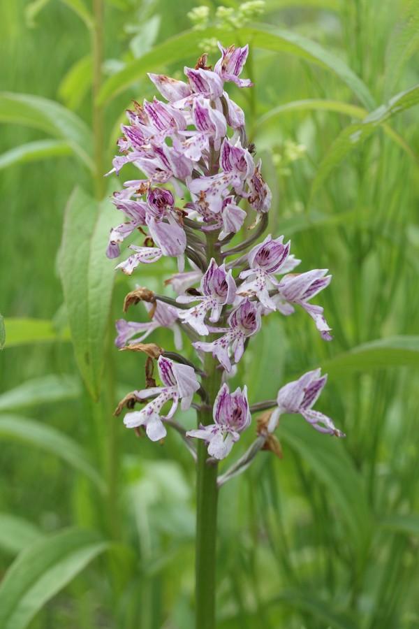 Изображение особи Orchis militaris.