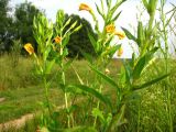 Oenothera biennis. Верхушки побегов с цветками и бутонами. Москва, Архангельское 19.07.2011.