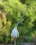 Allium affine