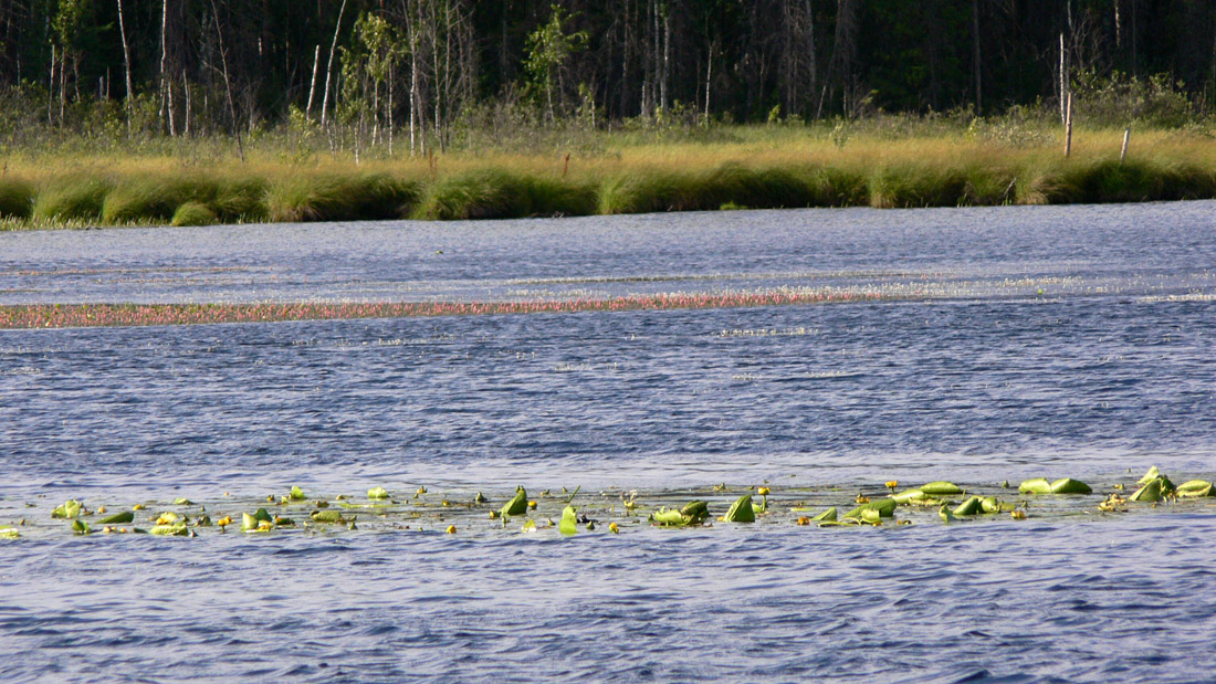 Image of Nuphar lutea specimen.