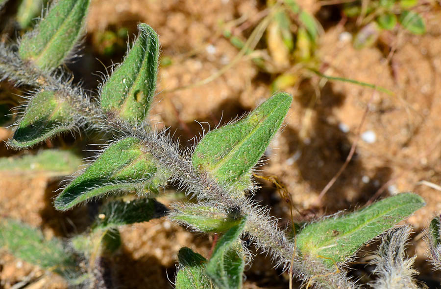 Image of Alkanna tinctoria specimen.