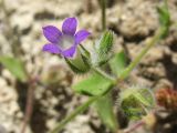 Campanula erinus