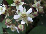 Rubus hirtus