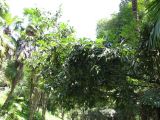 Lauro-cerasus officinalis. Крона плодоносящего дерева. Абхазия, г. Сухум, Сухумский обезьяний питомник. 24 июля 2008 г.