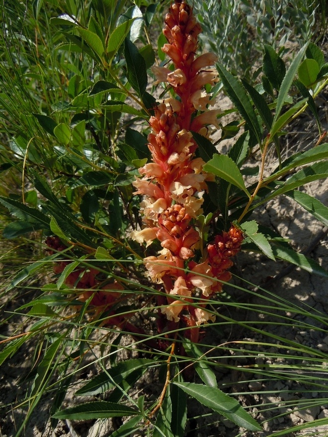 Image of Orobanche centaurina specimen.