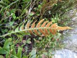 род Polypodium