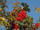 Sorbus subspecies glabrata