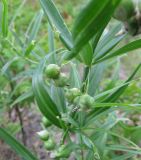 Polygonatum sibiricum
