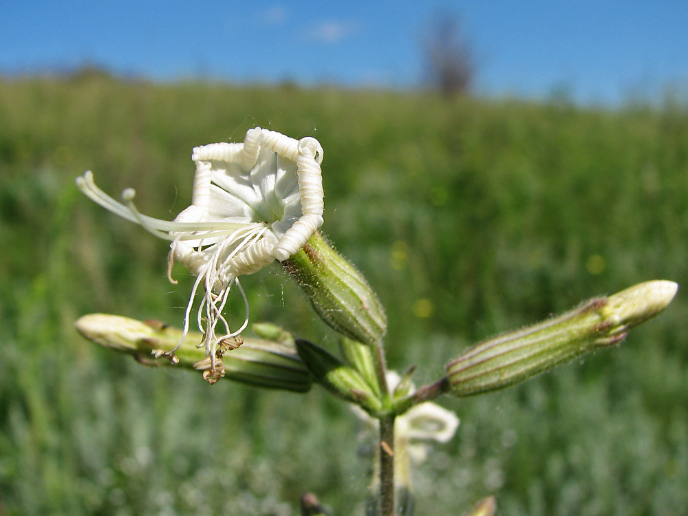 Image of Silene viscosa specimen.