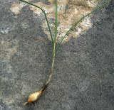 Allium leucosphaerum