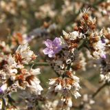 Limonium caspium. Часть соплодия с последним цветком. Украина, Донецкая обл., Новоазовский р-н, Кривая коса, НПП \"Меотида\", солончак. 08.08.2011.