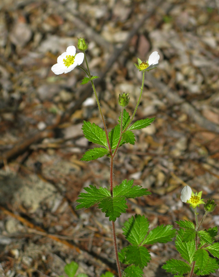 Изображение особи Potentilla inquinans.