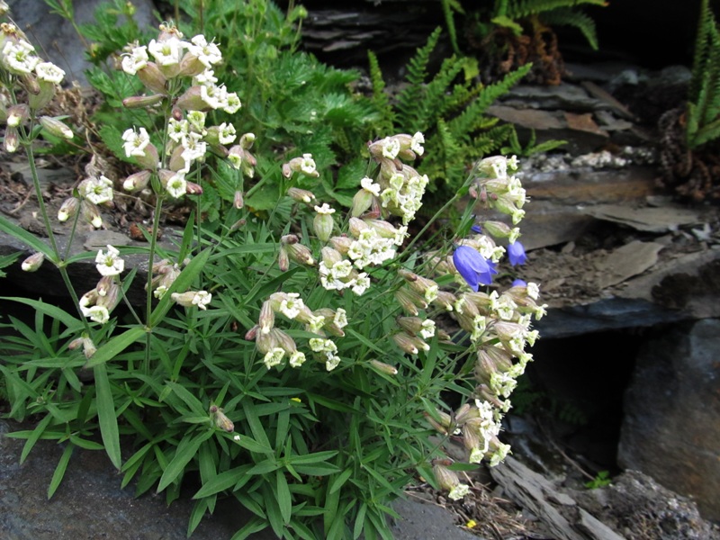 Изображение особи Silene amoena.