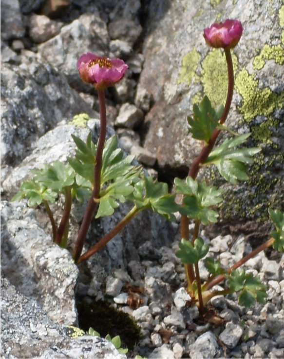 Изображение особи Beckwithia glacialis.