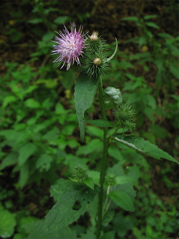 Изображение особи Carduus bicolorifolius.