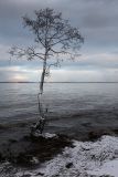 Alnus glutinosa. Покоящееся дерево на краю размытого штормами пляжа. Ленинградская обл., морское побережье в р-не пос. Большая Ижора. 13.01.2012.