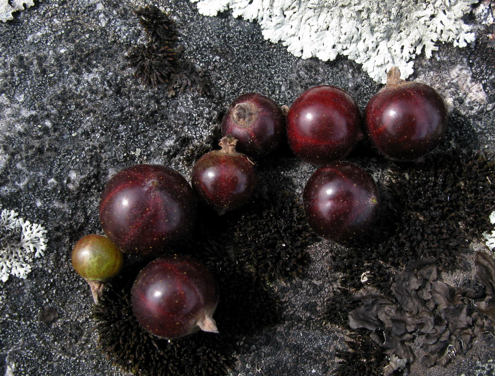 Image of Ribes nigrum specimen.