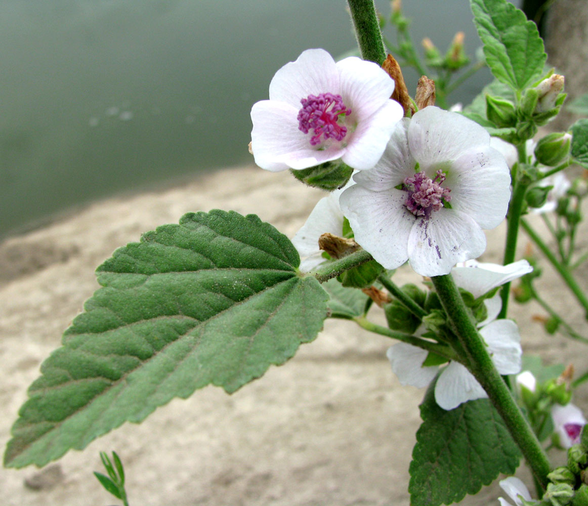 Image of Althaea officinalis specimen.