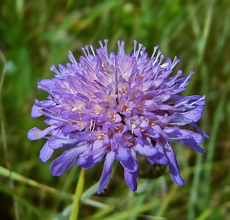 Изображение особи Knautia arvensis.