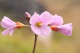 Cardamine подвид angustifolia