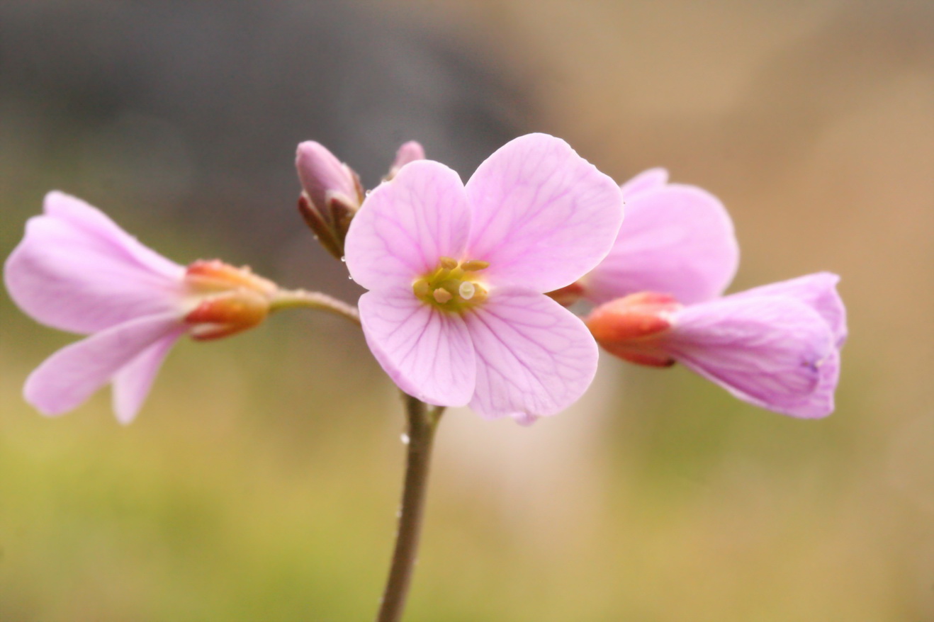 Image of Cardamine pratensis ssp. angustifolia specimen.