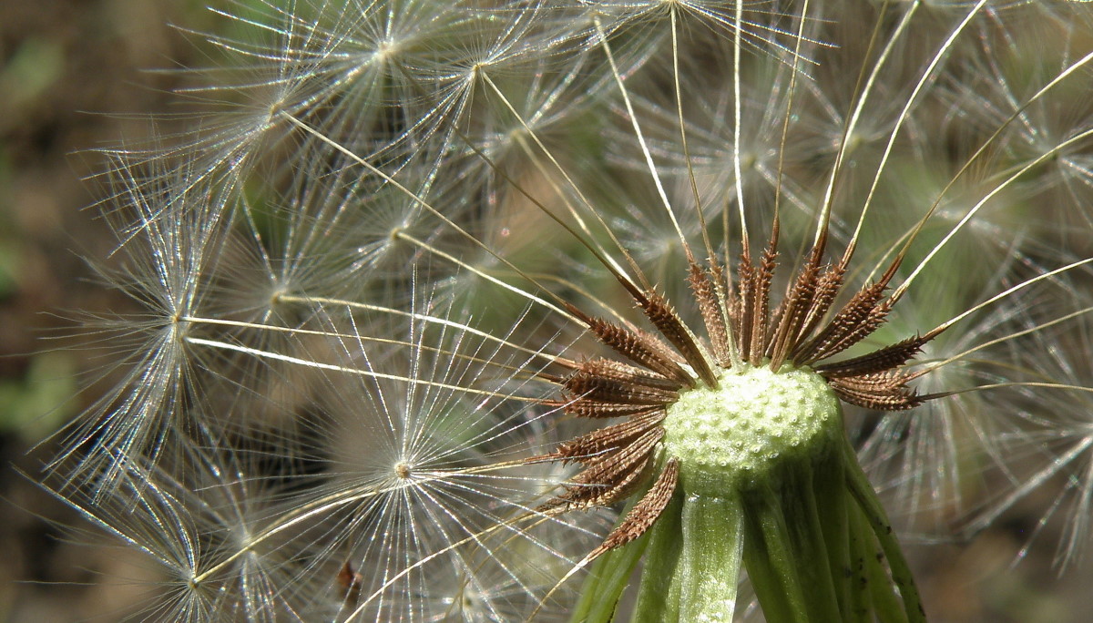 Image of genus Taraxacum specimen.