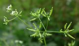 Anthriscus cerefolium