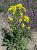 Bunias orientalis