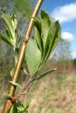 Salix cinerea