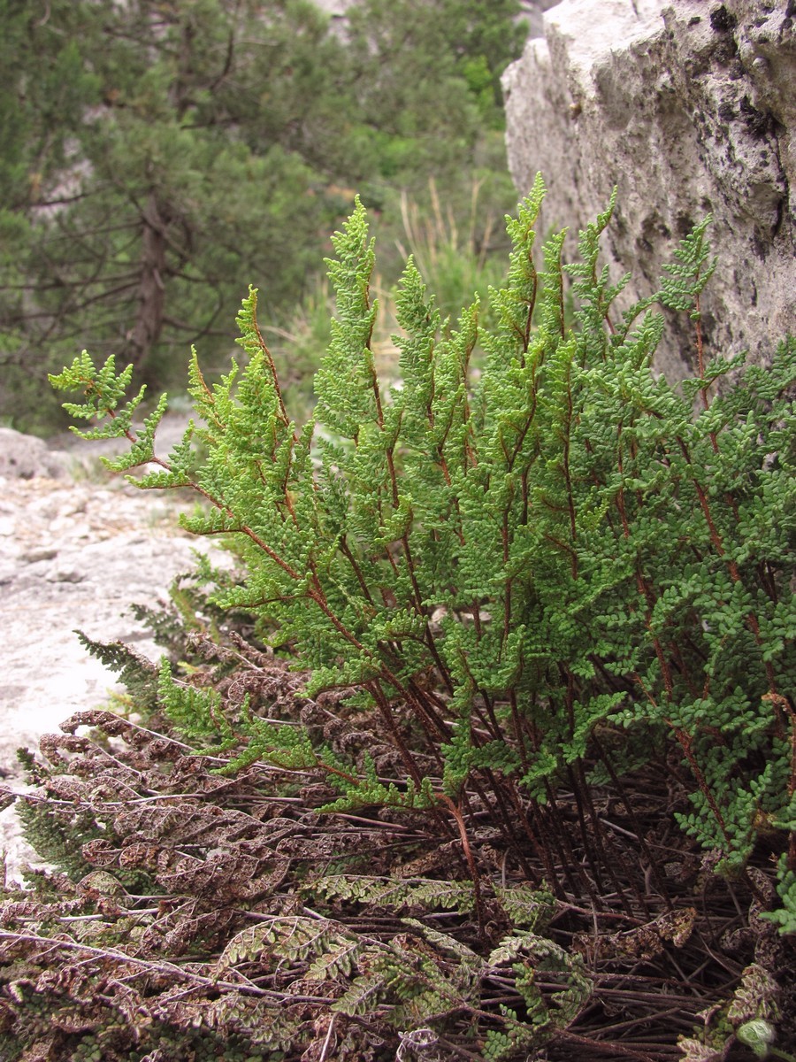 Изображение особи Oeosporangium persicum.