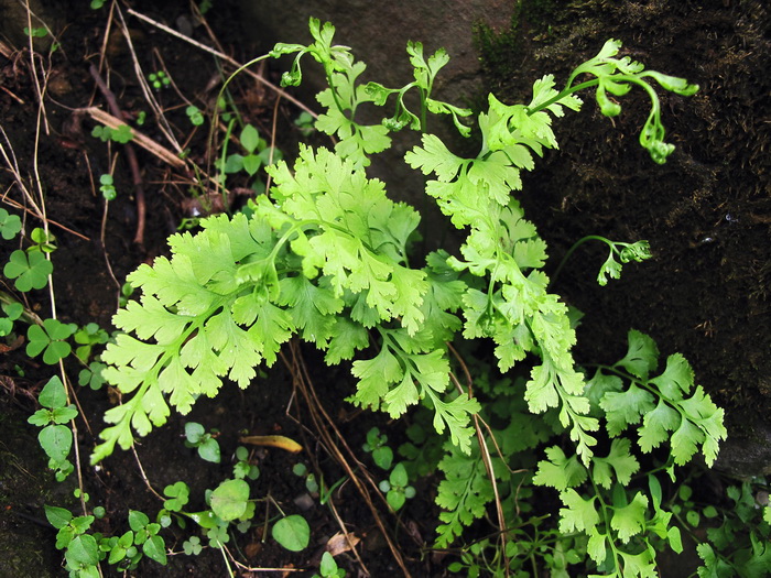 Image of Dennstaedtia wilfordii specimen.