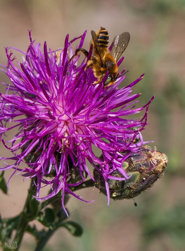 Image of Centaurea scabiosa specimen.