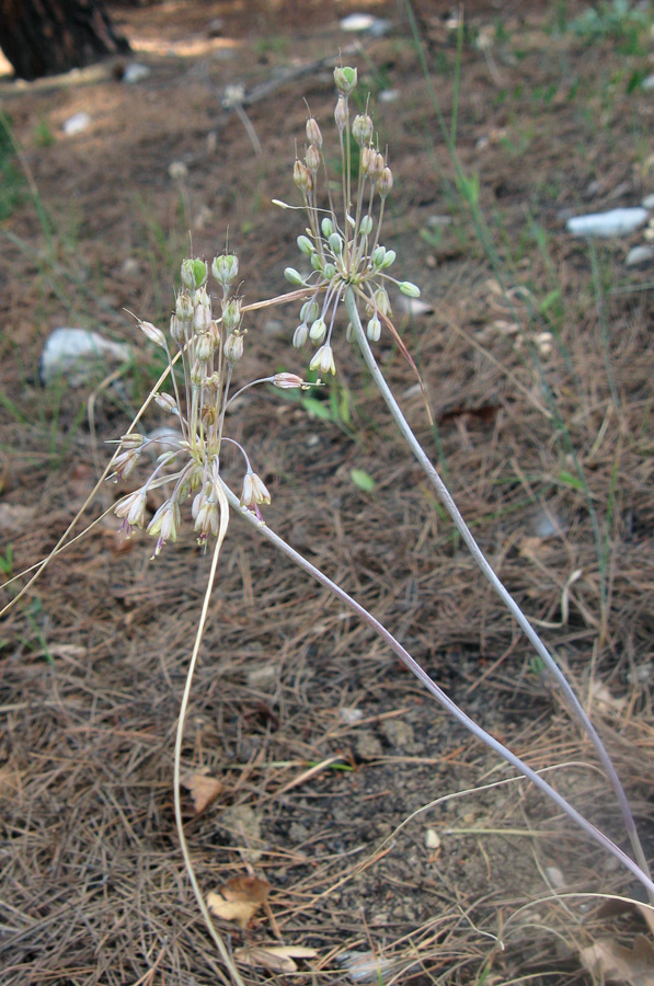 Image of Allium paczoskianum specimen.