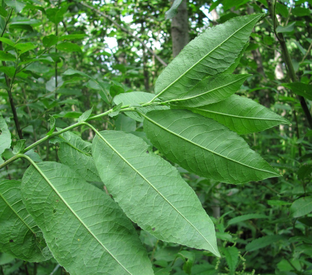 Изображение особи Salix myrsinifolia.