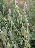 Stachys germanica