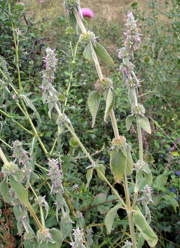 Изображение особи Stachys germanica.