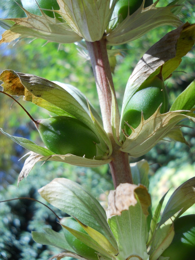 Image of Acanthus mollis specimen.