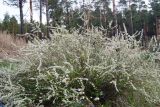 Spiraea aquilegifolia