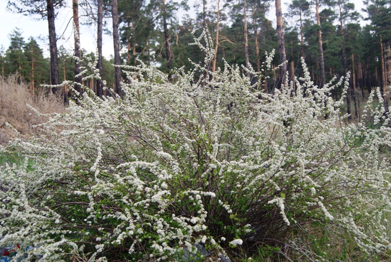 Image of Spiraea aquilegifolia specimen.