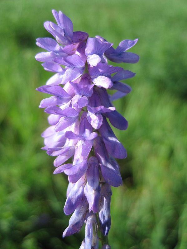 Изображение особи Vicia cracca.