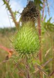 Cirsium vulgare