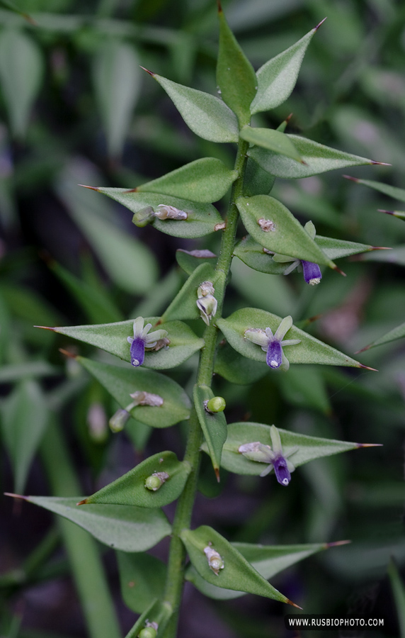 Изображение особи Ruscus aculeatus.